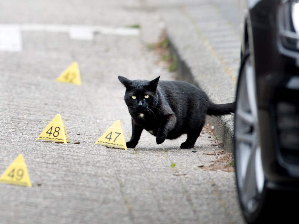 Meisje zag liquidatie crimineel contact Willem Holleeder: 'Boeven als in tekenfilm'