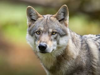 Wolven in Leusden tonen: Nederland weet nog steeds niet hoe met ze om te gaan