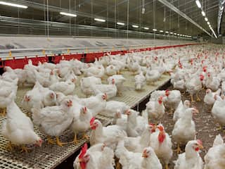 Brabant erkent fouten in communicatie over intrekken vergunningen van boeren