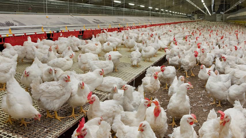 Brabant erkent fouten in communicatie over intrekken vergunningen van boeren