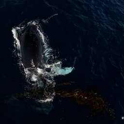 Video | Walvis speelt met zeewier en scrubt zichze
