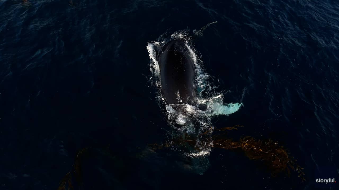 Video | Walvis speelt met zeewier en scrubt zichzelf schoon