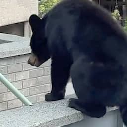 Video | Beren struinen rond bij wooncomplex in Canada
