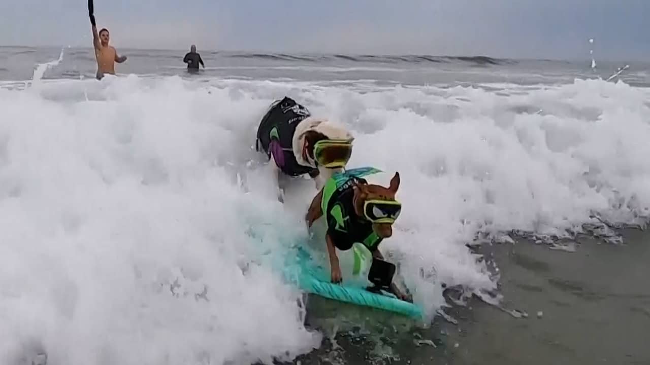 Surfen op de golven van het leven