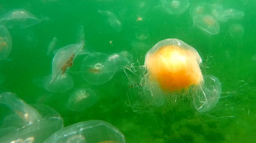 Zwerm kwallen in Noordzee legt grootste kerncentrale van West-Europa stil