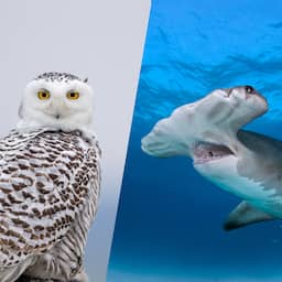 Sneeuwuil en 39 andere dieren toegevoegd aan lijst met beschermde diersoorten