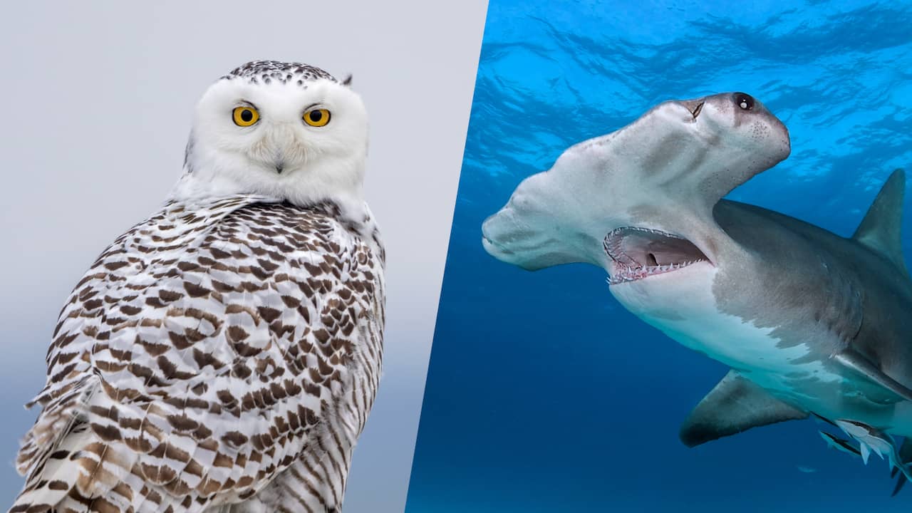 Sneeuwuil en 39 andere dieren toegevoegd aan lijst beschermde diersoorten