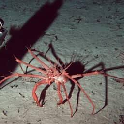 Unieke diepzeedieren en koraalrif ontdekt: 'Zwemmende zeekomkommer'