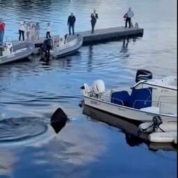 Video | Zeldzame reuzenhaai gespot in Canadese haven