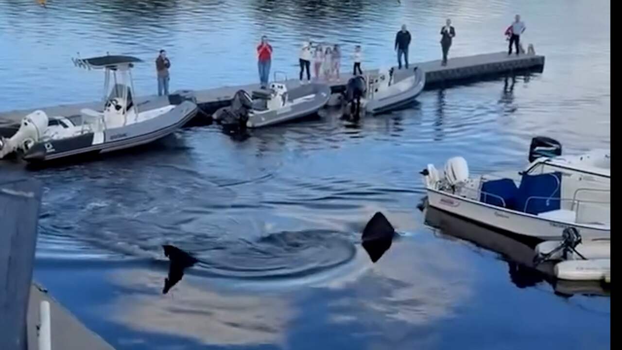 Foto bij Video | Zeldzame reuzenhaai gespot in Canadese haven