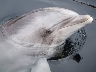 Dolfinarium laat 'oudste dolfijn van Nederland' op 58-jarige leeftijd inslapen