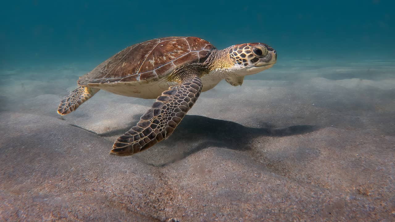 China beschuldigt landen van inzetten zeeschildpadden en vissen als 'spionnen'