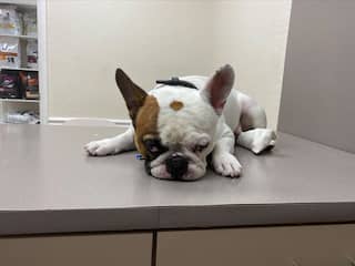 Een puppy kopen? Broodfokkers vermijden doe je zo