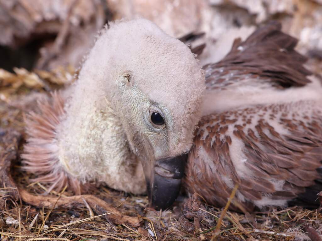 Goed nieuws deze week: Meer gierkuikens door wisseltruc met ei