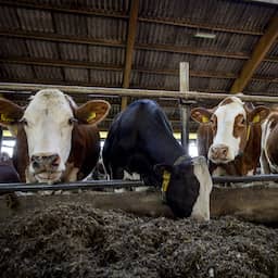 Aan wil geen gebrek bij kabinet, maar stikstofcrisis oplossen geen gelopen race