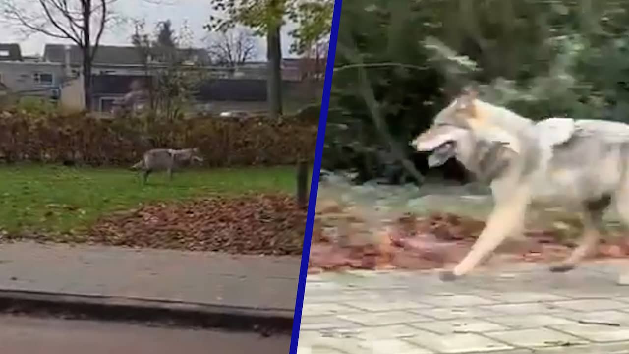 Video | Omstanders filmen wolf die door woonwijk in Ermelo rent