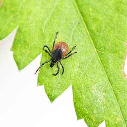 Recordaantal tekenbeten gemeld: grootste stijging in vijf jaar tijd