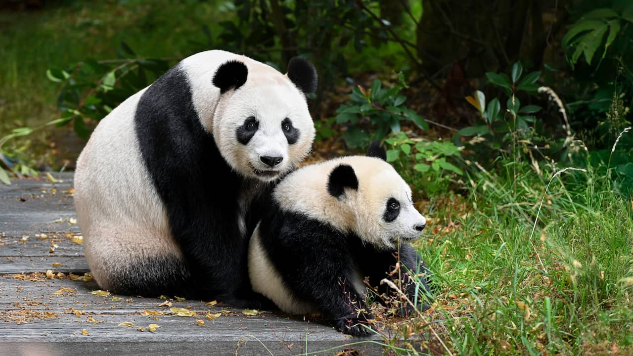 De natuur roept in Ouwehands Dierenpark: geniet samen van bijzondere dieren in Rhenen