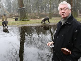 Chimpansee-onderzoeker Frans de Waal overleden op 75-jarige leeftijd