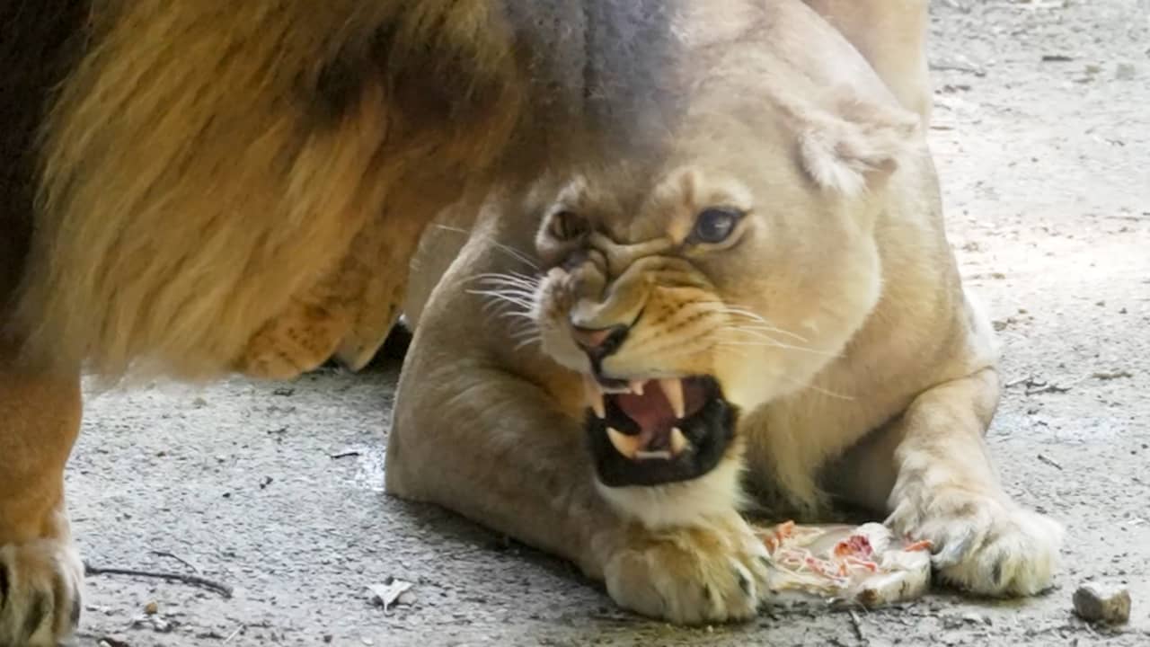 Leeuwen smullen van 'ijsjes' in snikheet Burgers' Zoo | NU.nl