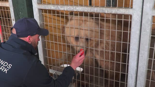Oekraïense beren arriveren na lange reis in Ouwehands Dierenpark