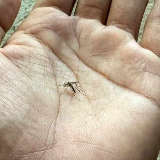 Westnijlvirus vastgesteld bij bloeddonor die het in Nederland heeft opgelopen