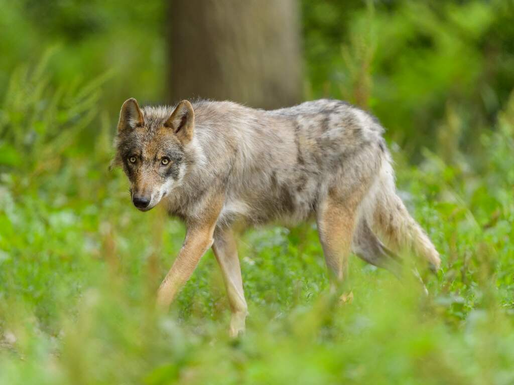 Utrecht overweegt wolf te doden, maar vraag is of dat van rechter mag