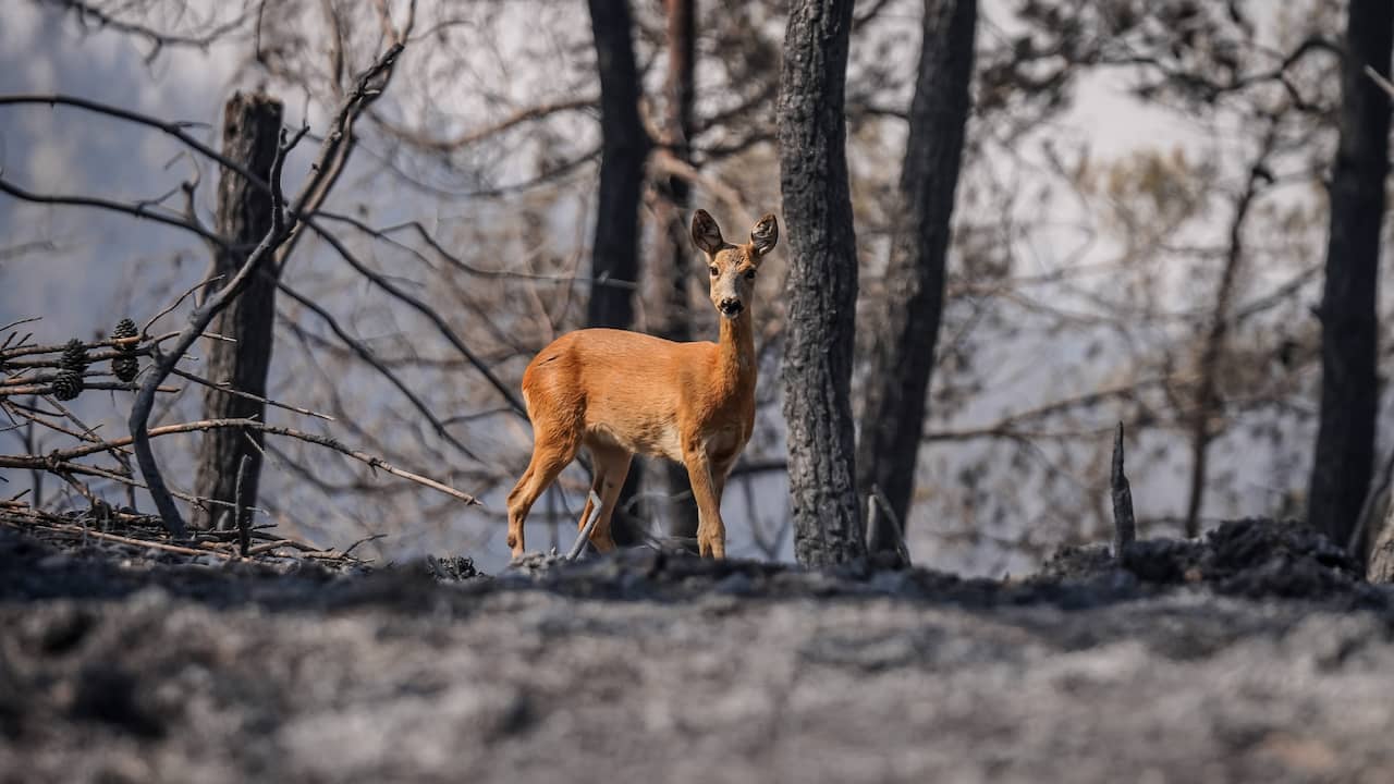 Brand verwoest Europese natuur, maar herten smullen straks van nieuw groen