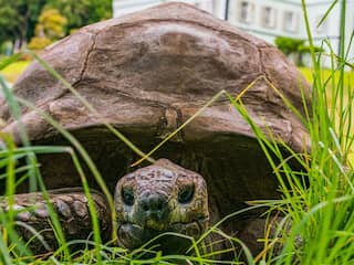 194-jarige schildpad opgenomen als icoon in lijst van Guinness World Records