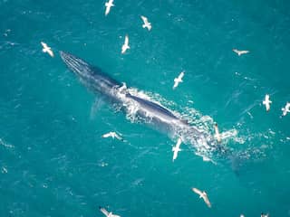 Voor het eerst levende gewone vinvis gespot in Belgische wateren