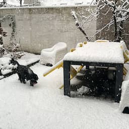 Live sneeuw | Efteling sluit Sprookjesbos, tot 30 centimeter in Brabant gevallen