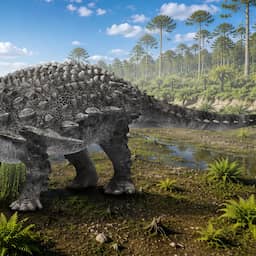 Nieuwe gepantserde dinosoort met stekels ontdekt in Japan