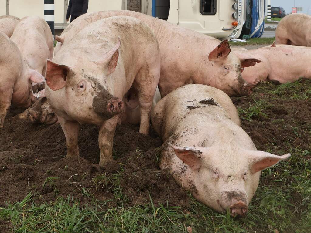 Afbeelding is illustratief