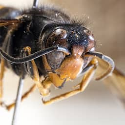 Aziatische hoornaar nu in heel Nederland, in het zuiden niet meer uit te roeien