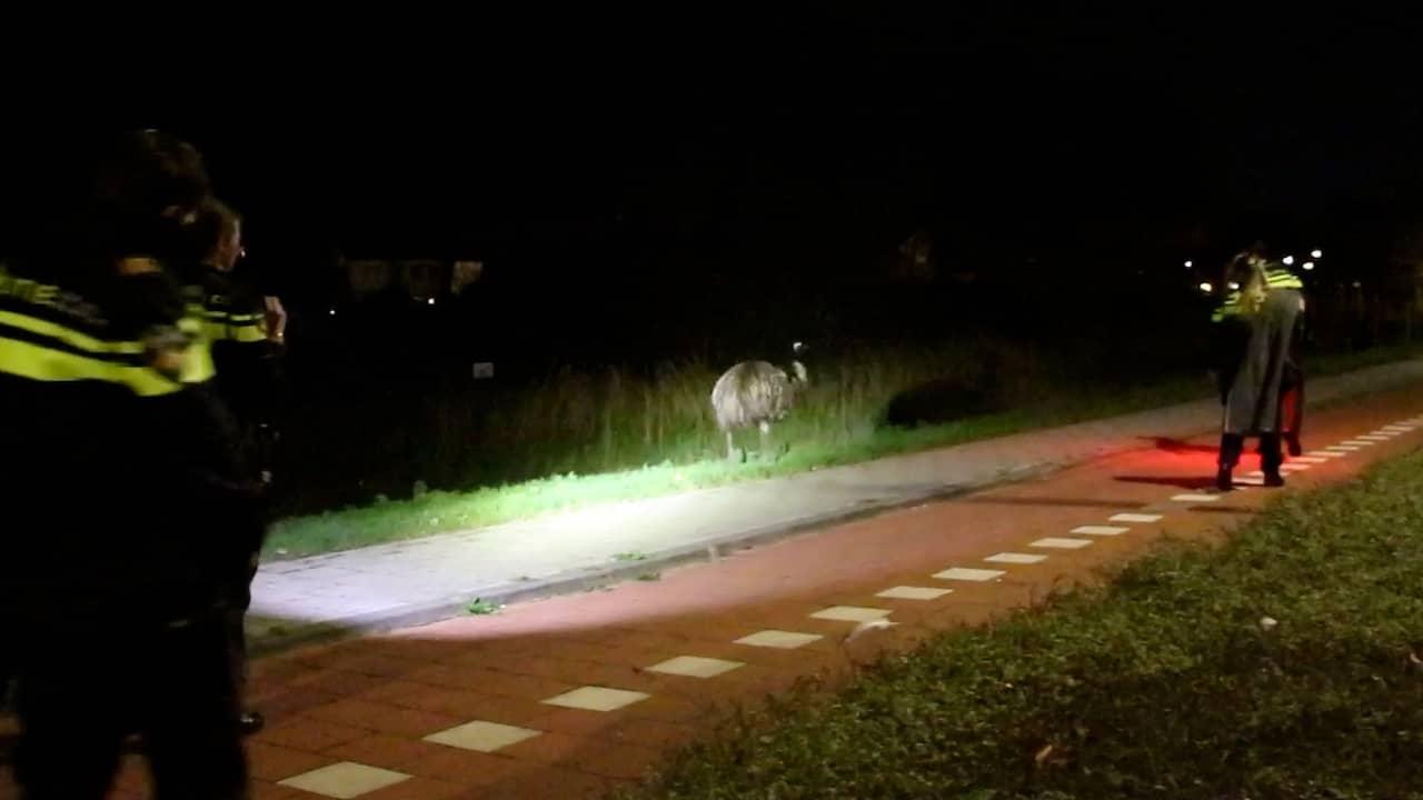 Video | Ontsnapte emoe rent weg voor politieagenten in Katwijk