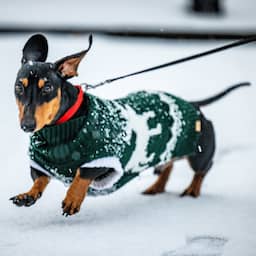 Oproep | Ligt er bij jou ook sneeuw? Deel je mooiste foto's (gesloten)
