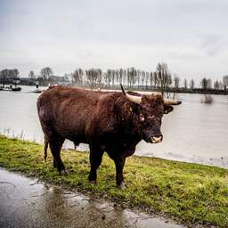 Hoogwater in Rijn in mei is bijzonder, maar alleen lokaal problemen verwacht