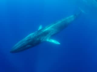 Grootste walvissenkerkhof ooit 7 kilometer diep in Indische Oceaan gevonden