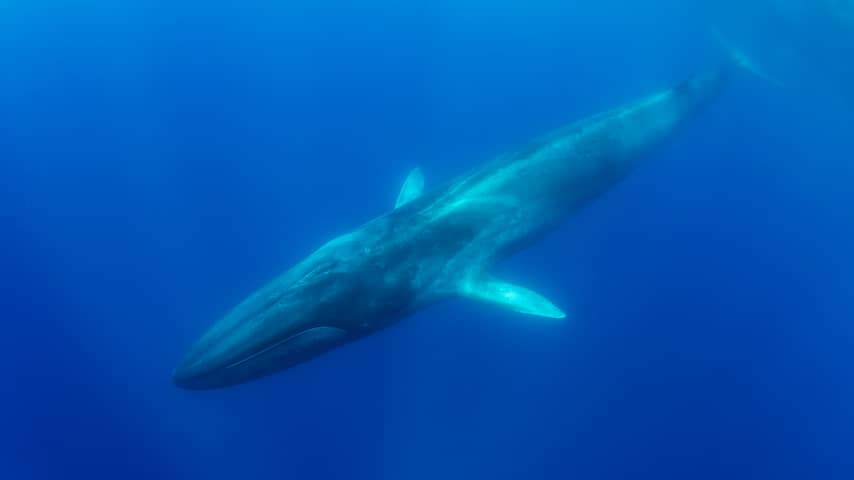 Grootste walvissenkerkhof ooit 7 kilometer diep in Indische Oceaan gevonden