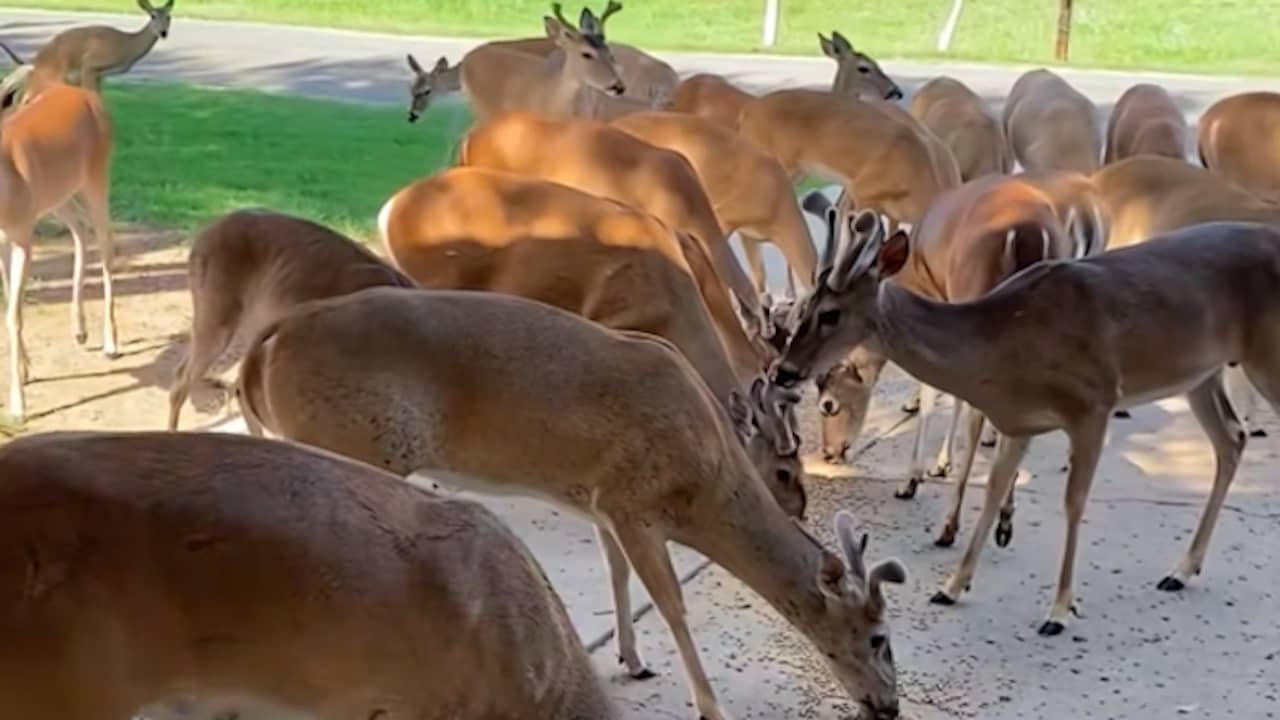 Video | Roedel herten bedelt om eten bij Amerikaanse woning