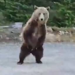 Video | Vrouw ontsnapt aan grizzlybeer tijdens uitlaten van hond in Canada