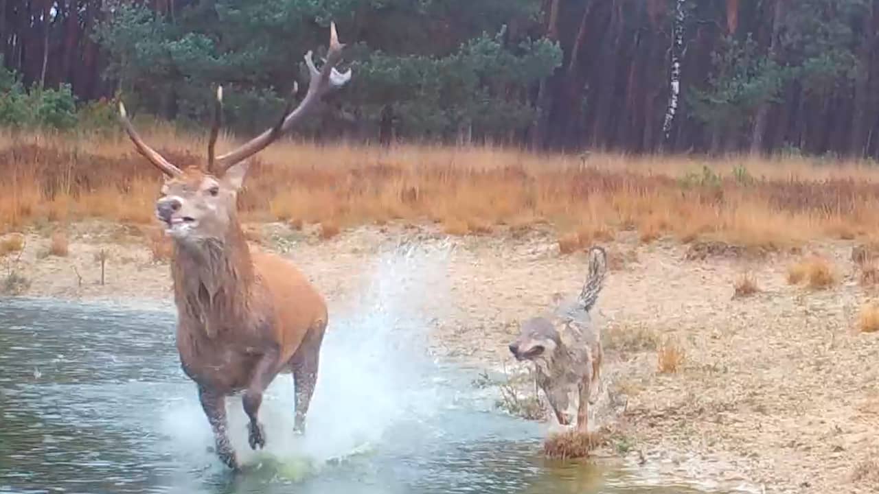 Video | Wildcamera filmt wolven die op de Veluwe op een hert jagen