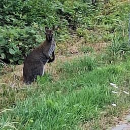 Politie zoekt ontsnapte kleine kangoeroe en zijn eigenaar in Noord-Holland