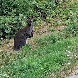 Politie zoekt ontsnapte kleine kangoeroe en zijn eigenaar in Noord-Holland