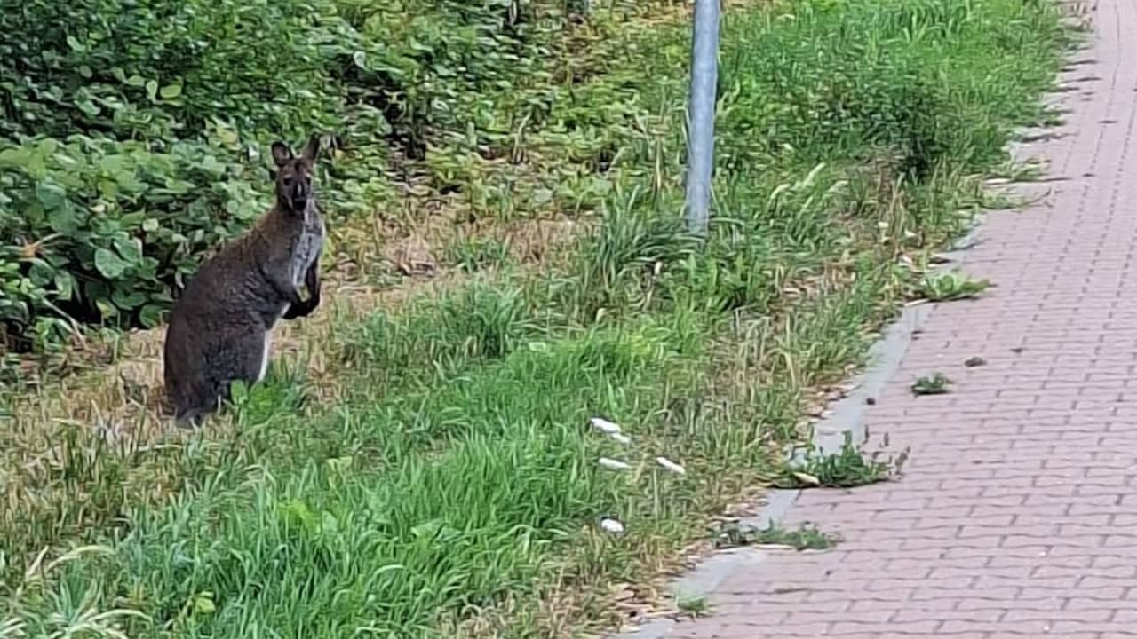 Ontsnapte kleine kangoeroe in Noord-Holland verdoofd en gevangen