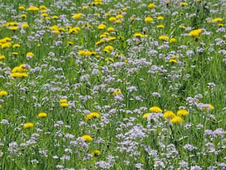 Verkiezing nationale bloem nadert ontknoping: dit zijn de vijf kandidaten