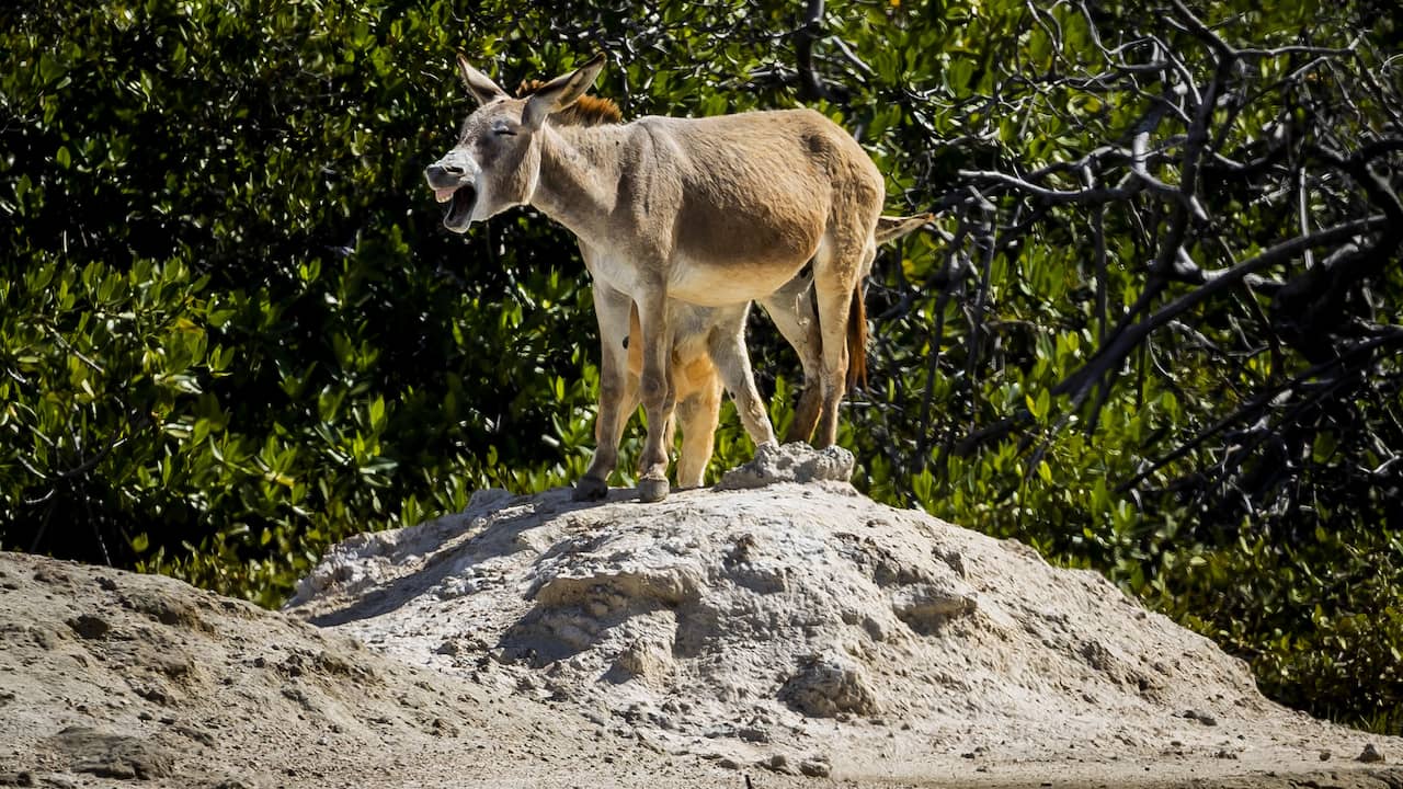Belg al drie weken vast op verdenking van dodelijke mishandeling ezel in Zeeland