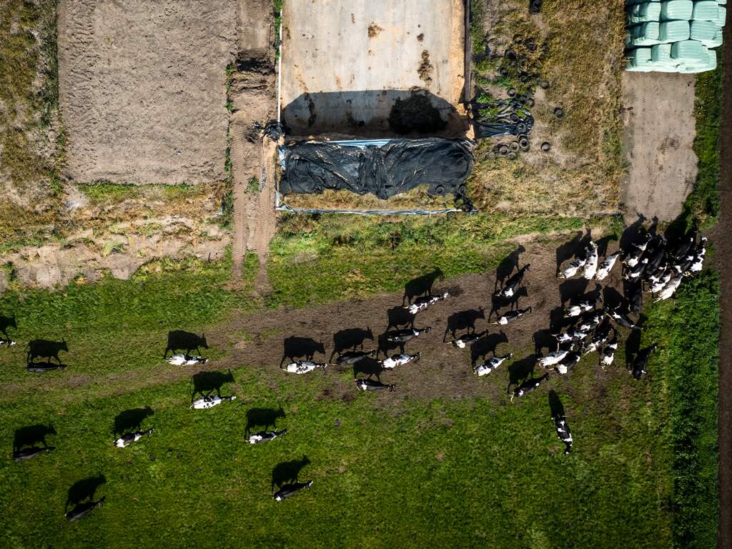 stikstof rundvee veehouderij