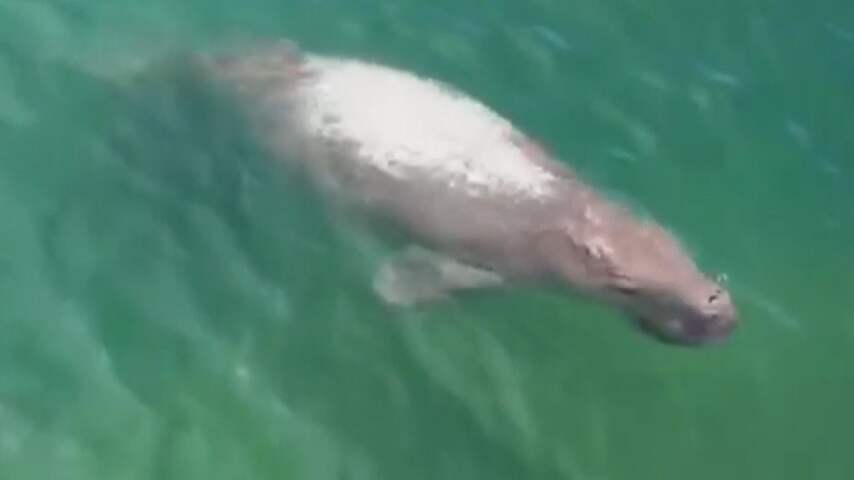 Kwetsbare doejong floreert bij Thais eiland dankzij toerismestop