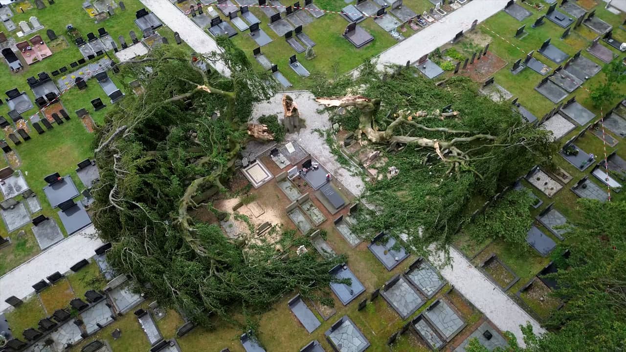 Video | In tweeën gespleten treurbeuk beschadigt graven in Oosterwolde